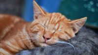 Attachment for Disebut Bisa Bermimpi, Apa yang Dimimpikan Kucing Saat Tidur?