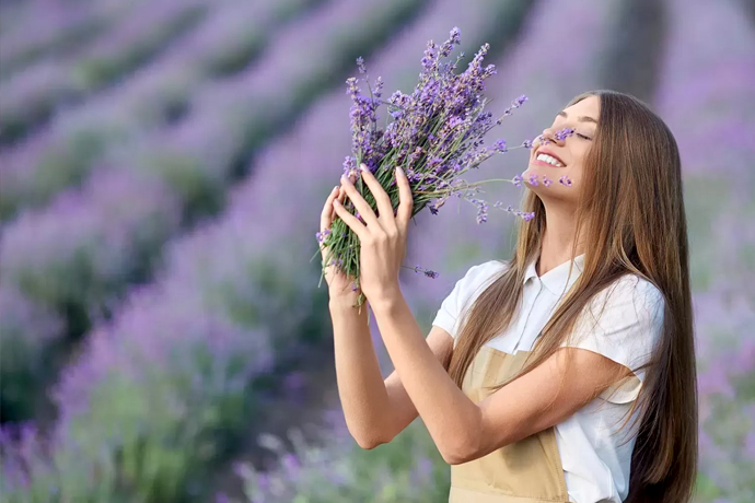 Pesona Bunga Lavender: Miliki Kisah Mistis dan Simbol Kedamaian