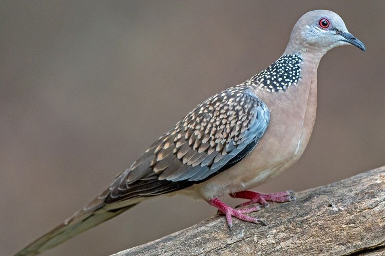 Mengapa Burung Berkicau dengan Lagu yang Sama Berulang Kali?