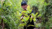 Kratom dari Indonesia Makin Diminati di AS, Ekspornya Tembus USD 350 Juta Kratom dari Indonesia Makin Diminati di AS, Ekspornya Tembus USD 350 Juta