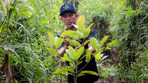 Kratom dari Indonesia Makin Diminati di AS, Ekspornya Tembus USD 350 Juta