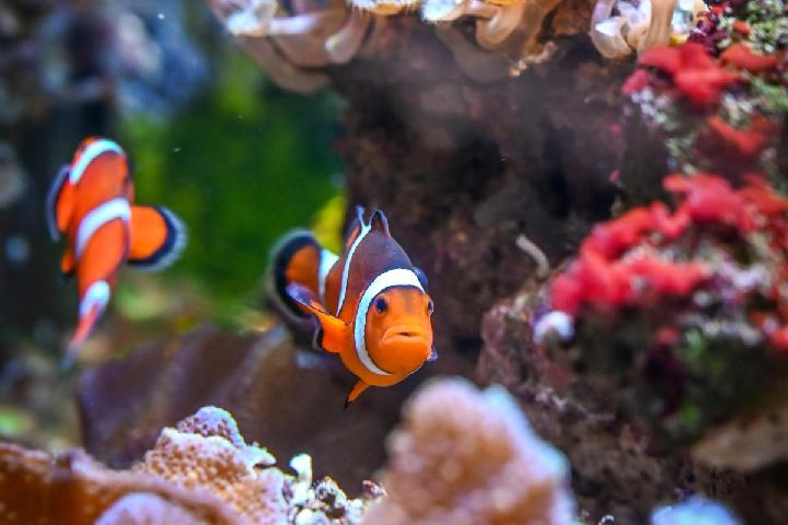 Apakah Ikan Bisa Tidur? Ini Penjelasan Ilmiahnya