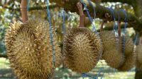 Durian dan Larangan Makanannya: Inilah Daftar Lengkapnya