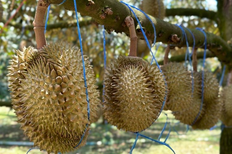 Durian dan Larangan Makanannya: Inilah Daftar Lengkapnya