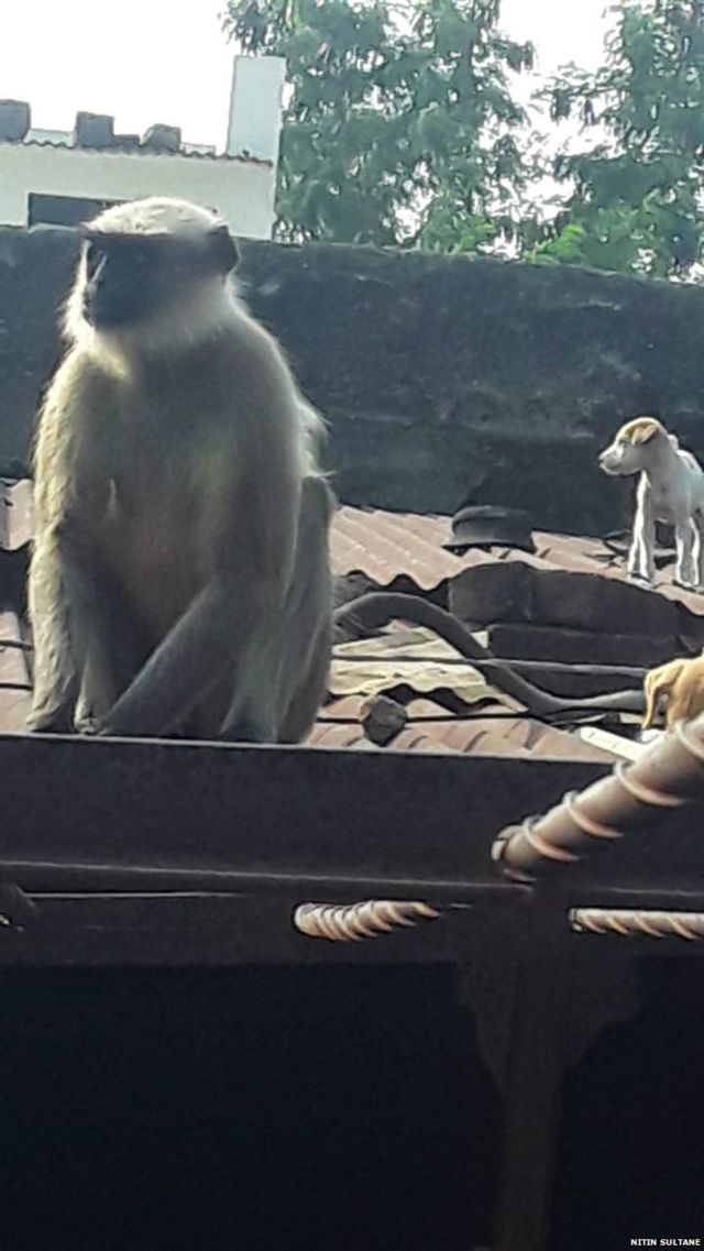 Serangan Monyet Liar Tewaskan Bocah 7 Tahun di Jombang