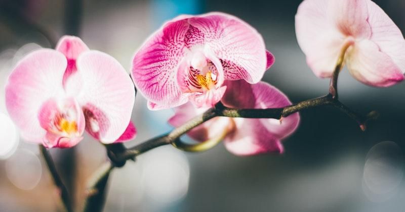 5 Tanaman Aman untuk Kucing yang Tidak Beracun