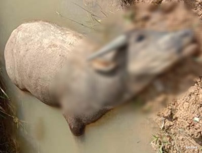 Tiga Ekor Ternak Warga Jembrana Bali Ditemukan Mati Akibat Penyakit