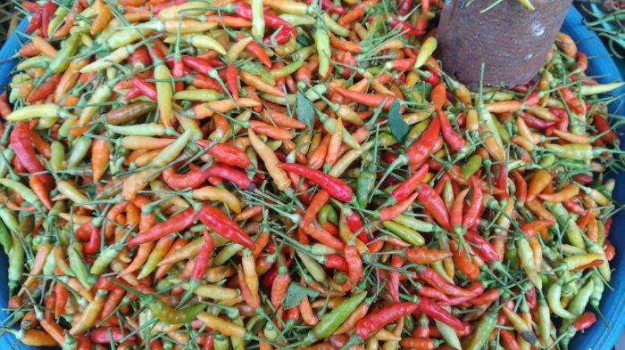Cabai Rawit di Pasar Binaiya Masohi Tembus Rp140 Ribu per Kilo