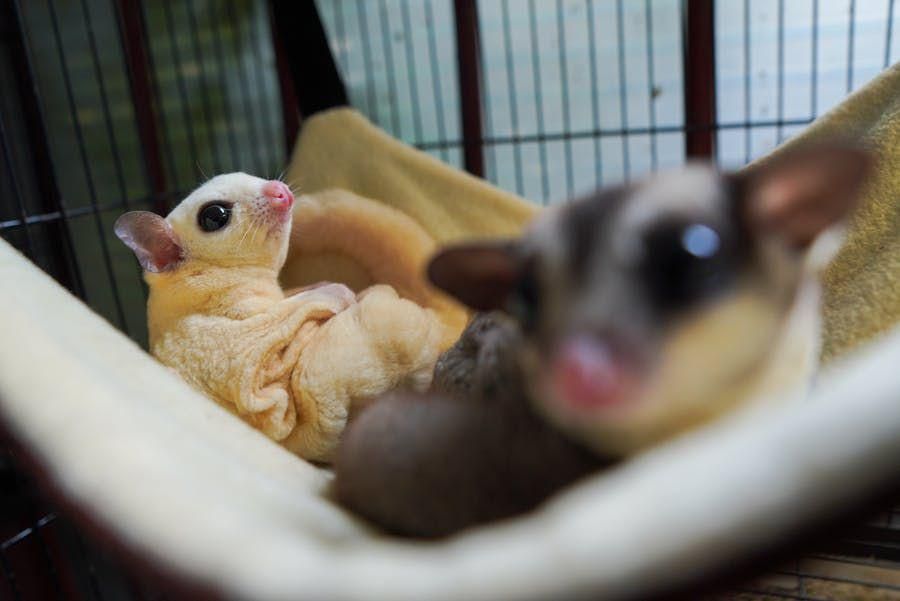 Makanan Sugar Glider: Buah dan Jangkrik