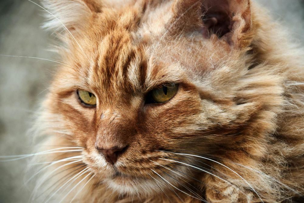 4 Fakta Ilmiah Mengenai Pandangan Kucing pada Dunia