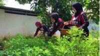 Dukung Ketahanan Pangan, Warga Binaan Lapas Kelas IIA Tangerang Budidayakan Ginseng