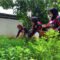 Dukung Ketahanan Pangan, Warga Binaan Lapas Kelas IIA Tangerang Budidayakan Ginseng