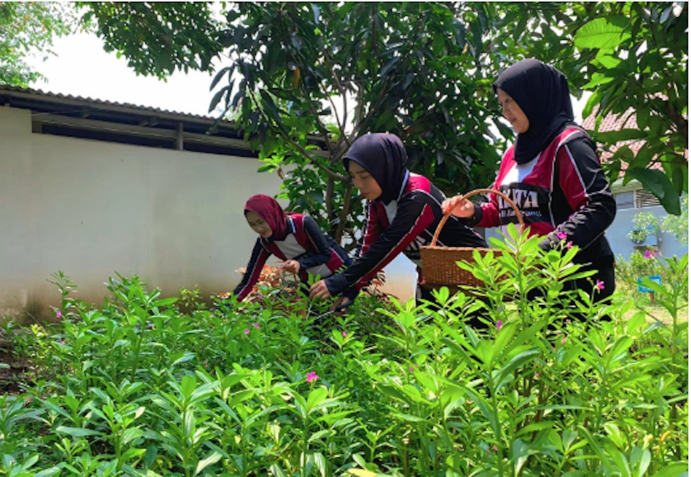 Dukung Ketahanan Pangan, Warga Binaan Lapas Kelas IIA Tangerang Budidayakan Ginseng