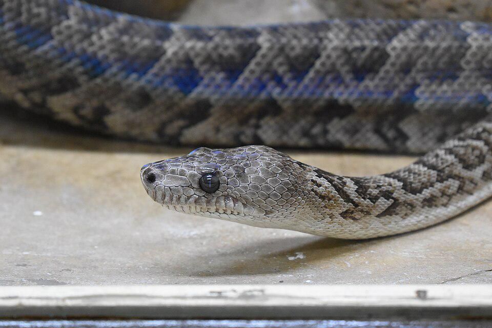 5 Fakta Menarik Ular Boa Kuba, Berburu Bersama!