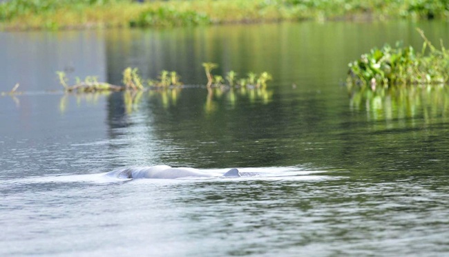Pesut Terancam, Menteri Hanif Ingin Tutup Jalur Batu Bara di Sungai Kecil