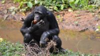 6 Fakta Menarik Kera Bonobo dengan Sosial yang Unik