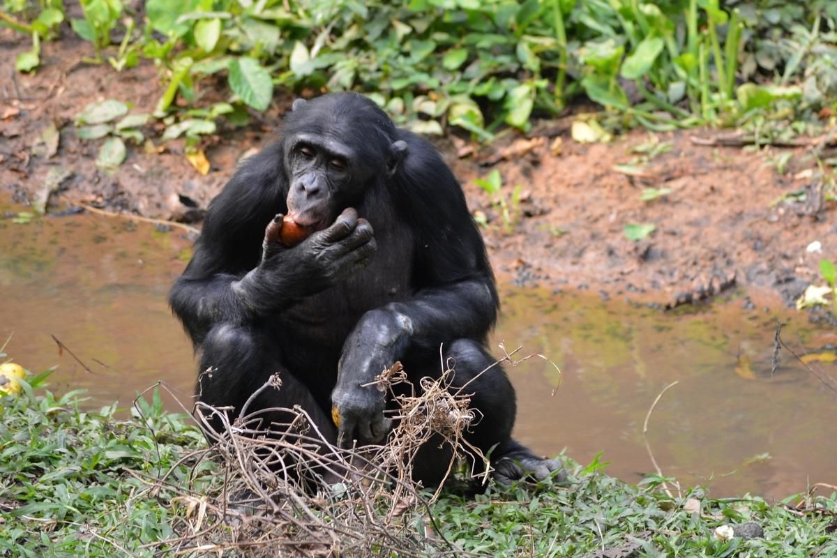 6 Fakta Menarik Kera Bonobo dengan Sosial yang Unik
