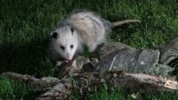 Perbedaan Possum dan Opossum: Hewan yang Sering Disalahpahami