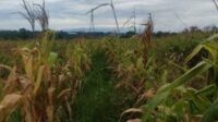 Lahan Jagung di Bantar Panjang Terancam Gagal Panen Meski Dikunjungi Kapolri dan Wapres