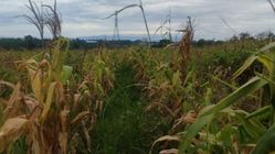 Lahan Jagung di Bantar Panjang Terancam Gagal Panen Meski Dikunjungi Kapolri dan Wapres