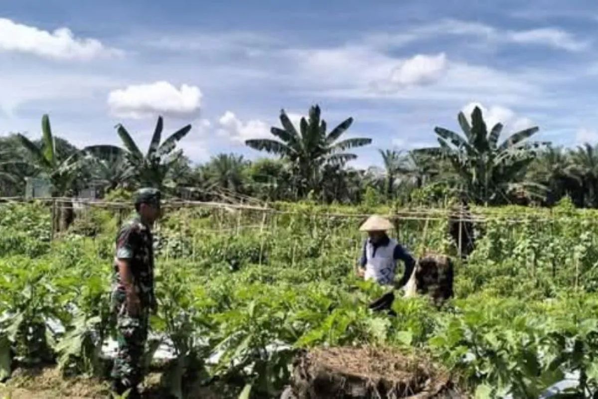 Gema Tani Pandeglang Kembangkan Kebun Percontohan untuk Program Makanan Bergizi Gratis