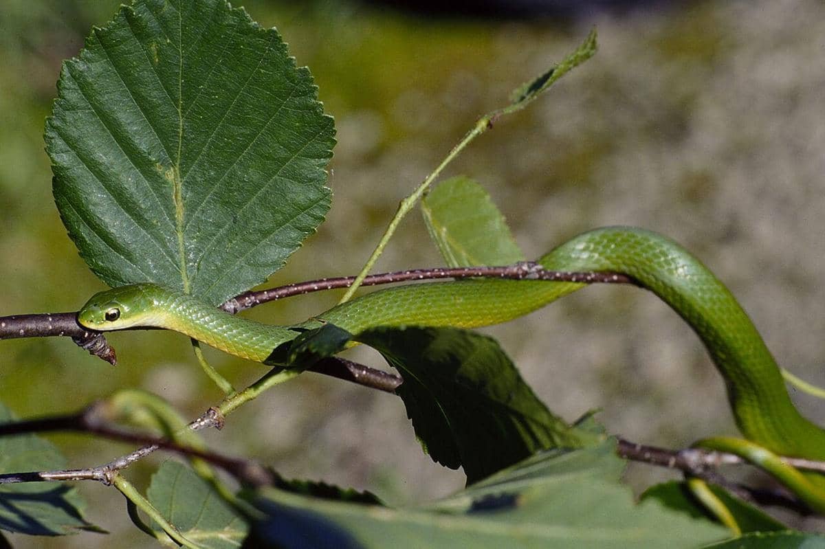 5 Fakta Menarik Ular Hijau yang Membunuh Serangga dengan Lilitan