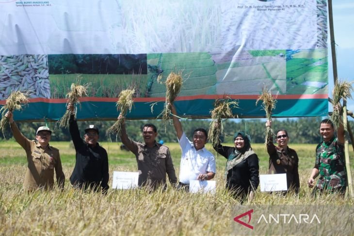 Panen Raya Pandeglang Banten Bukti Keunggulan Bibit Padi PS-08