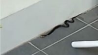 Ular kobra 2 meter hebohkan warga Tangerang