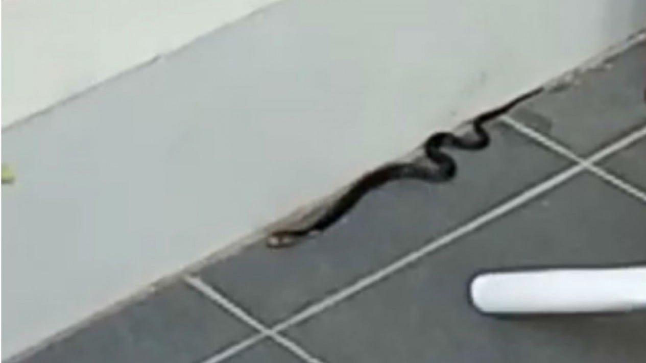 Ular kobra 2 meter hebohkan warga Tangerang
