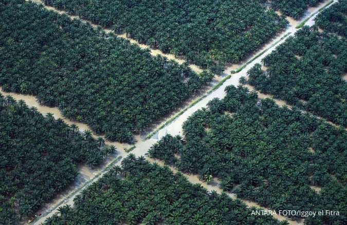 Dabeeo tingkatkan AI untuk perkebunan sawit Indonesia