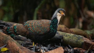 5 Fakta Menarik Burung Puyuh Hutan Kalimantan