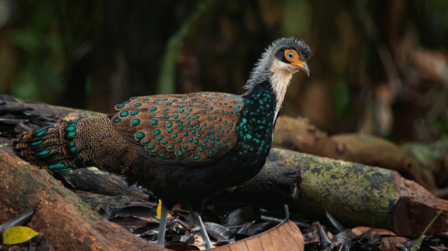 5 Fakta Menarik Burung Puyuh Hutan Kalimantan