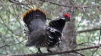 5 Fakta Menarik Burung Spruce Grouse yang Suka Makan Jarum Pinus!