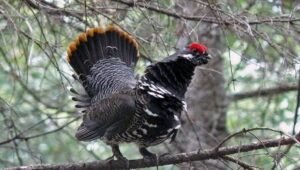 5 Fakta Menarik Burung Spruce Grouse yang Suka Makan Jarum Pinus!