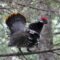 5 Fakta Menarik Burung Spruce Grouse yang Suka Makan Jarum Pinus!
