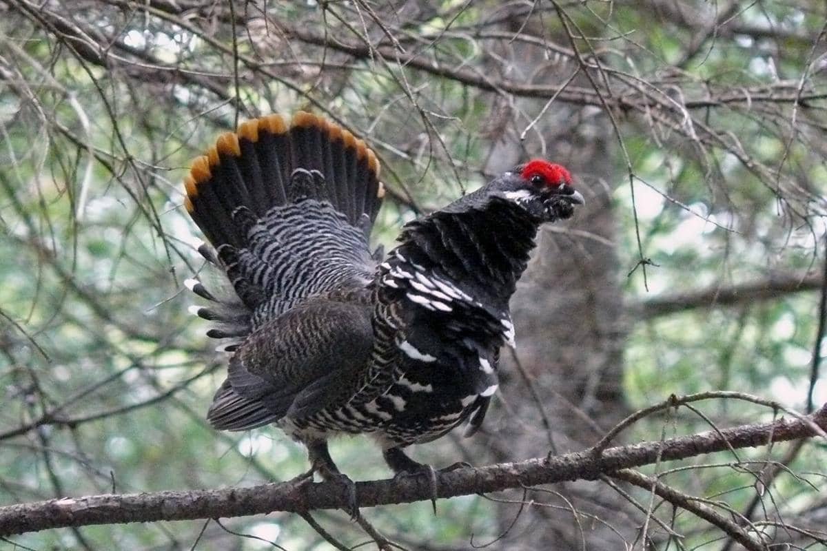 5 Fakta Menarik Burung Spruce Grouse yang Suka Makan Jarum Pinus!