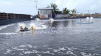 Dinas KP Bali Perkuat Budidaya Bandeng, Tak Hanya Jual Bibit Rp2
