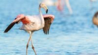 Mengapa Semua Flamingo Berwarna Merah Muda? Ini Fakta Menariknya